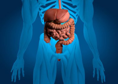 Sindirim sistemi anatomisi modeli