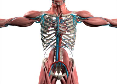 İnsan kalbi anatomisi modeli