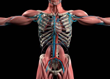 İnsan kalbi anatomisi modeli