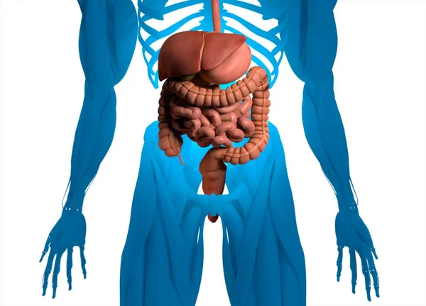 Modelo de anatomía del sistema digestivo —  Fotos de Stock