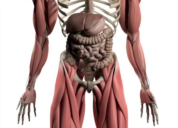 Modelo de anatomía del sistema digestivo —  Fotos de Stock