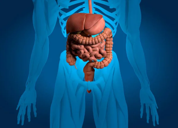 Modelu anatomii układu pokarmowego — Zdjęcie stockowe