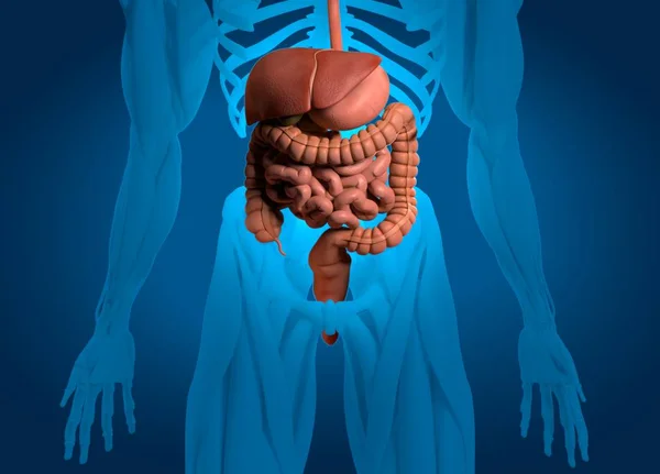 Modelo de anatomía del sistema digestivo — Foto de Stock