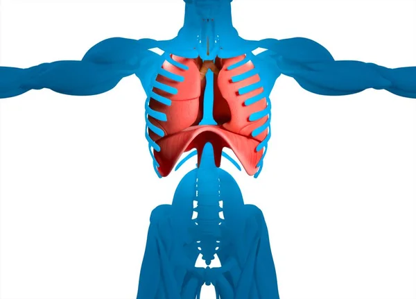 人类心脏解剖学模型 — 图库照片
