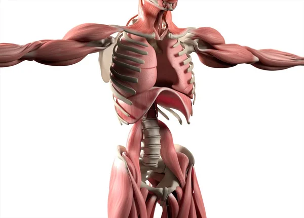 Modelo de anatomía de pulmones humanos — Foto de Stock