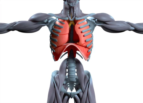 Menselijke longen anatomie model — Stockfoto