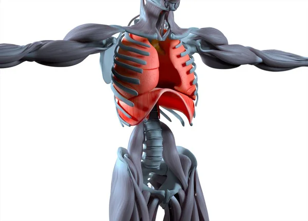 ヒト肺解剖学モデル — ストック写真
