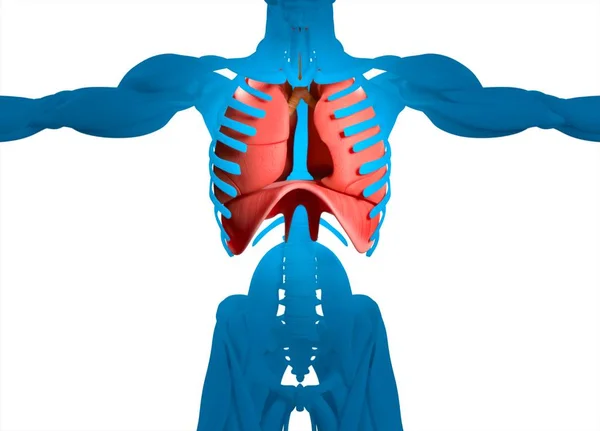 人体肺解剖学模型 — 图库照片