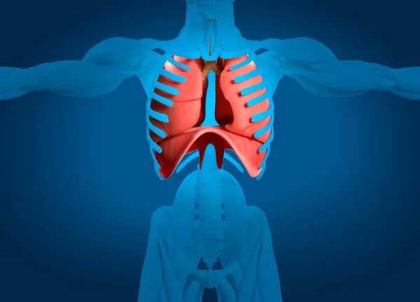 Modelo de anatomía de pulmones humanos — Foto de Stock