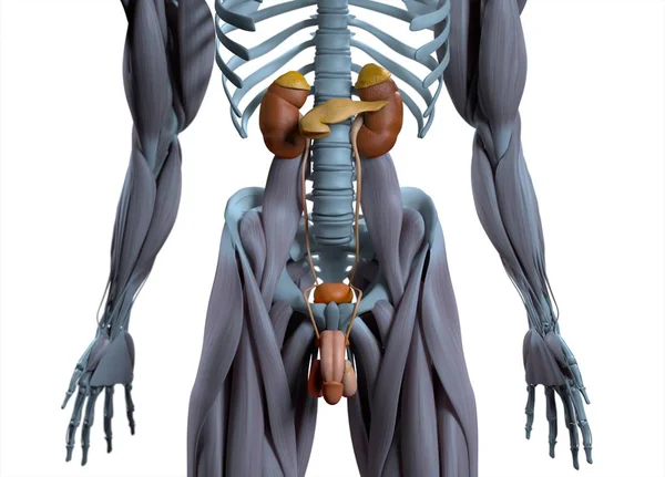 Anatomisches Modell des männlichen Harnsystems — Stockfoto