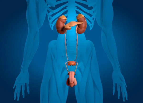 Modelo de anatomia do sistema urinário masculino — Fotografia de Stock