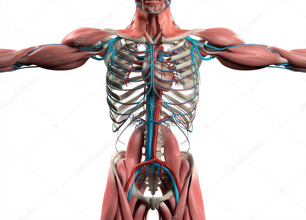 Human heart anatomy model