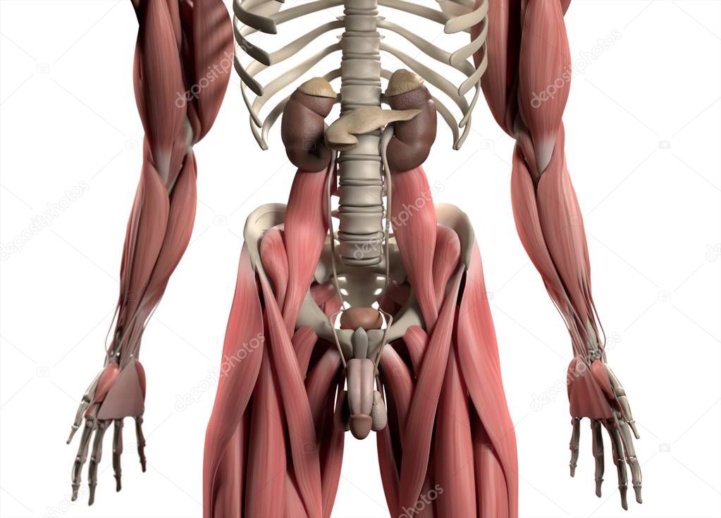male urinary system anatomy model