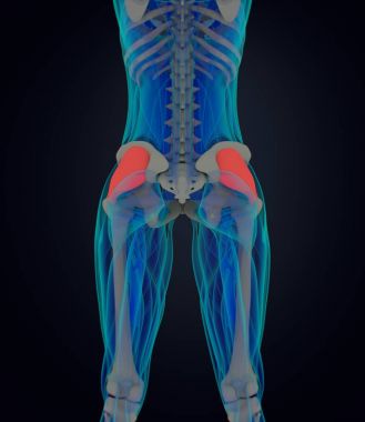 kadın fasya Lata anatomi modeli