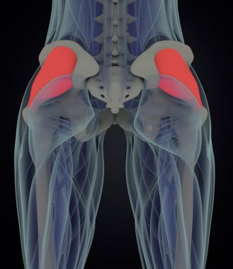 kadın fasya Lata anatomi modeli