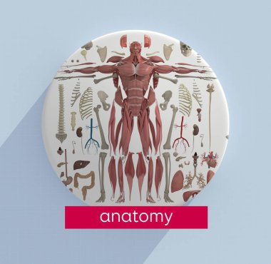 Human anatomy exploded view icon clipart