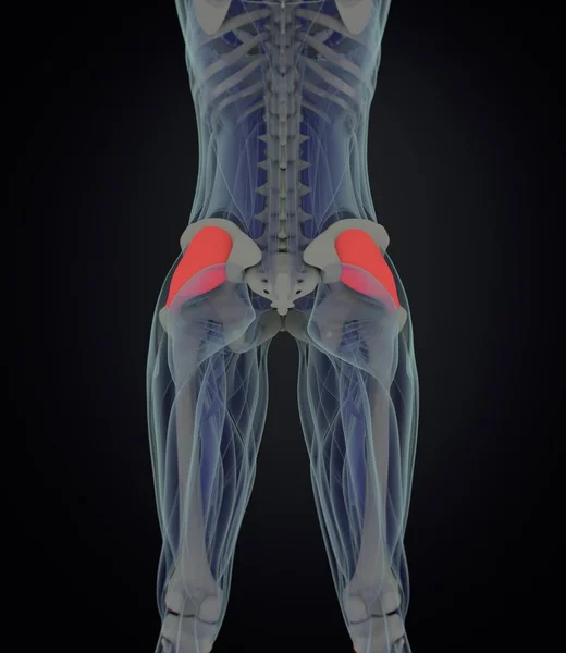 女性の大腿筋膜解剖モデル — ストック写真