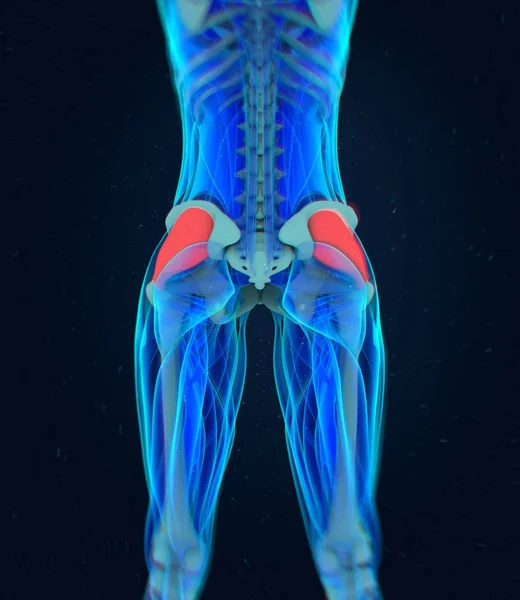 Female Fascia Lata anatomy model Stock Photo by ©AnatomyInsider 149985422