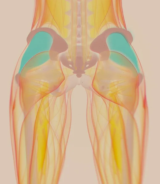 女性的阔筋膜张肌解剖模型 — 图库照片