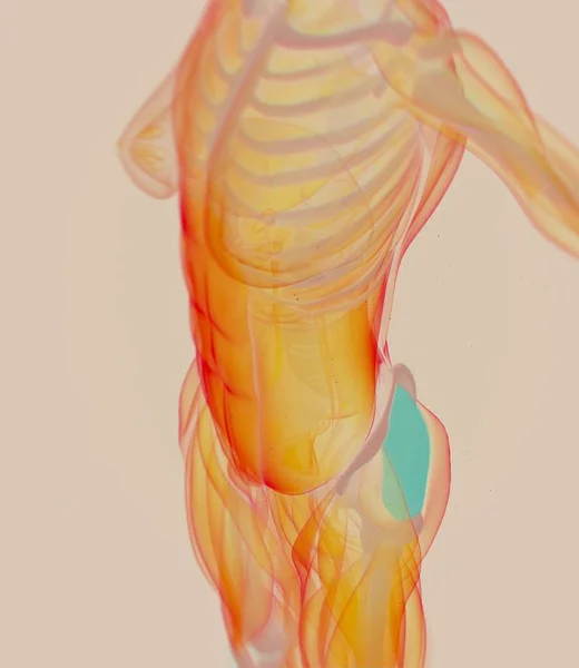 Anatomisches Modell weiblicher Faszien lata — Stockfoto