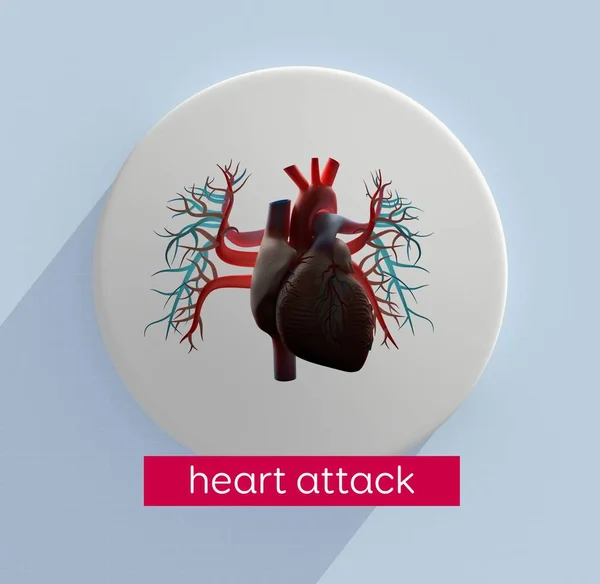 Human heart anatomy model icon