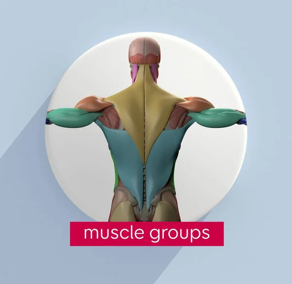 male torso back muscles icon