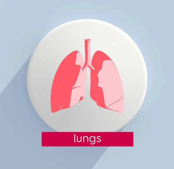 Anatomie-Modell der menschlichen Lunge — Stockfoto