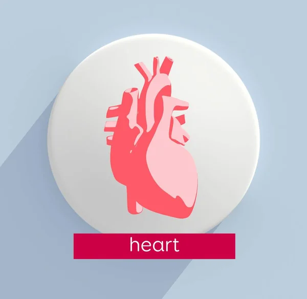 Εικονίδιο μοντέλο ανατομία ανθρώπινης καρδιάς — Φωτογραφία Αρχείου