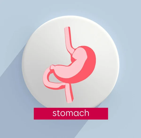 stomach anatomy model icon