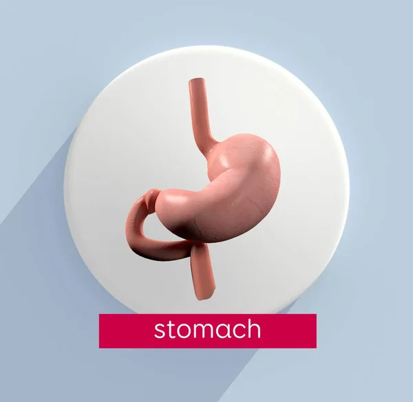 Anatomie de l'estomac icône modèle — Photo