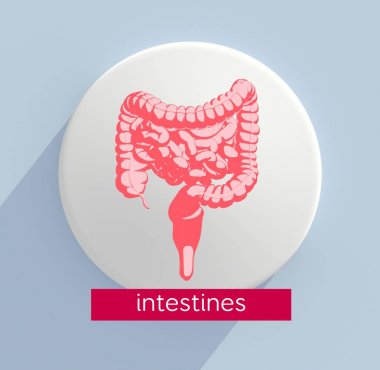 sindirim sistemi anatomisi modeli simgesini