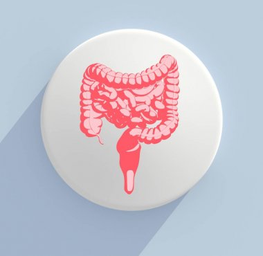 sindirim sistemi anatomisi modeli simgesini