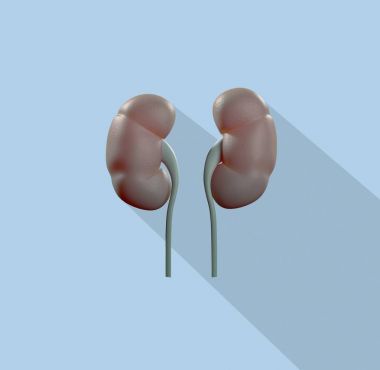 böbrek anatomisi modeli simgesini