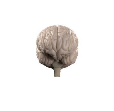 İnsan beyni anatomi modeli simgesini