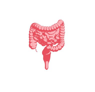 sindirim sistemi anatomisi modeli simgesini