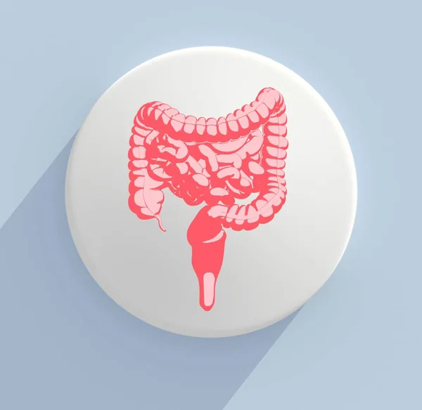 Modelo de anatomía del sistema digestivo icono —  Fotos de Stock