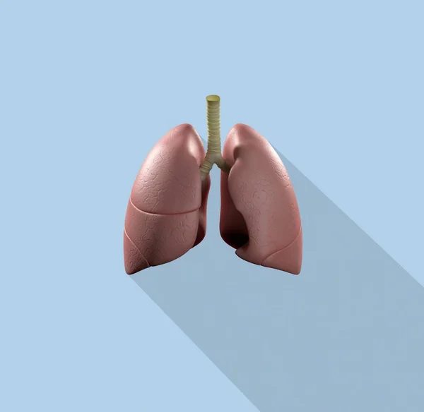 human lungs anatomy model icon