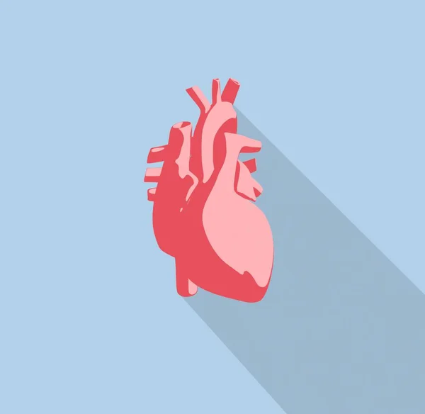 Lidské srdce anatomie modelu ikona — Stock fotografie
