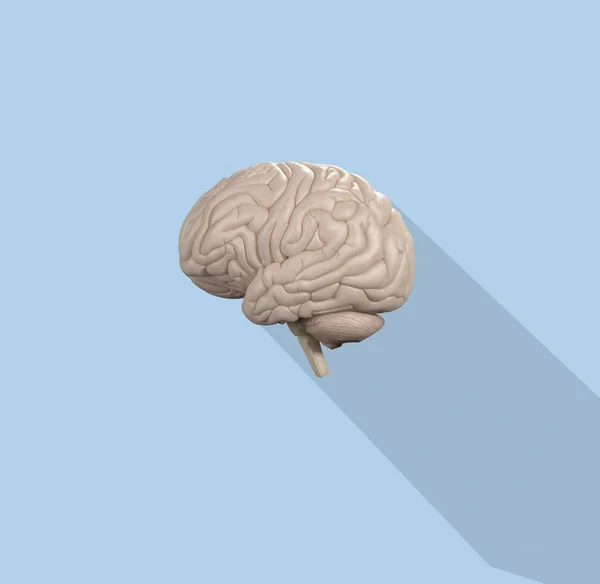 Human brain anatomy model icon — Stock Photo, Image