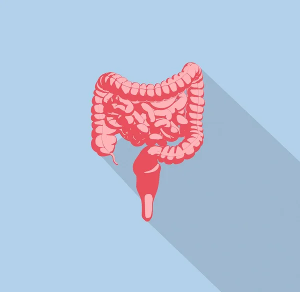 Ícone modelo de anatomia do sistema digestivo — Fotografia de Stock