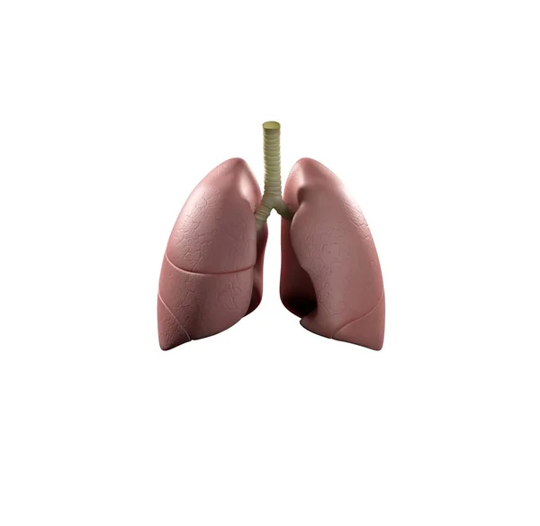 Insan akciğerler anatomi modeli simgesini — Stok fotoğraf