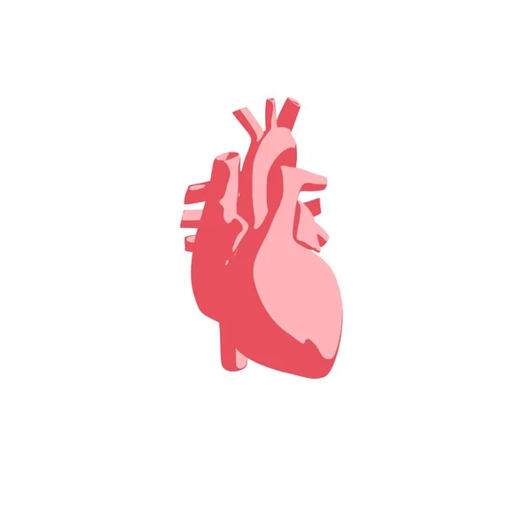 人类心脏解剖模型图标 — 图库照片