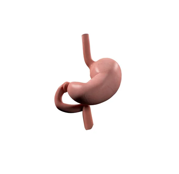 Иконка анатомии желудка — стоковое фото