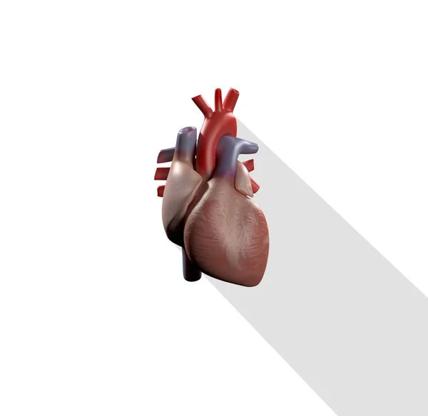 Εικονίδιο μοντέλο ανατομία ανθρώπινης καρδιάς — Φωτογραφία Αρχείου