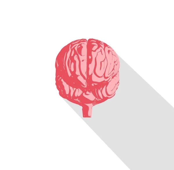 Emberi agy anatómiája modell ikon — Stock Fotó