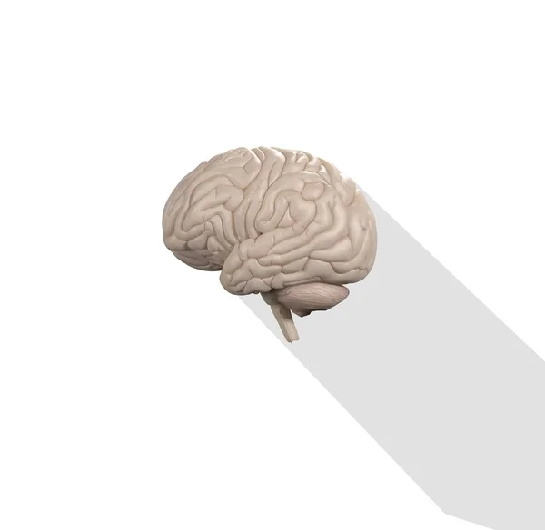Modelo de anatomia do cérebro humano ícone — Fotografia de Stock