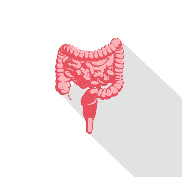 Digestive system anatomy model icon — Stock Photo, Image