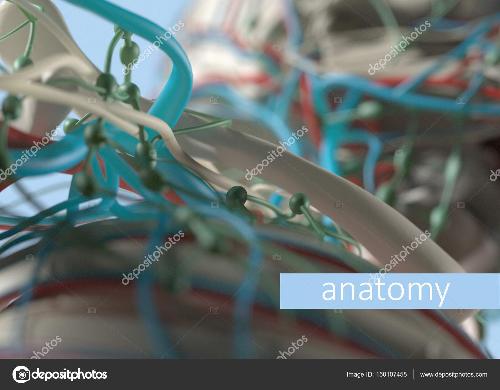 Human shoulder anatomy model Stock Photo by ©AnatomyInsider 150107458