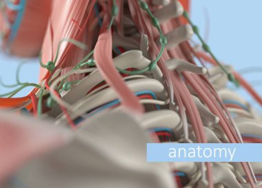 insan omurga anatomisi modeli
