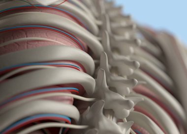 insan omurga anatomisi modeli